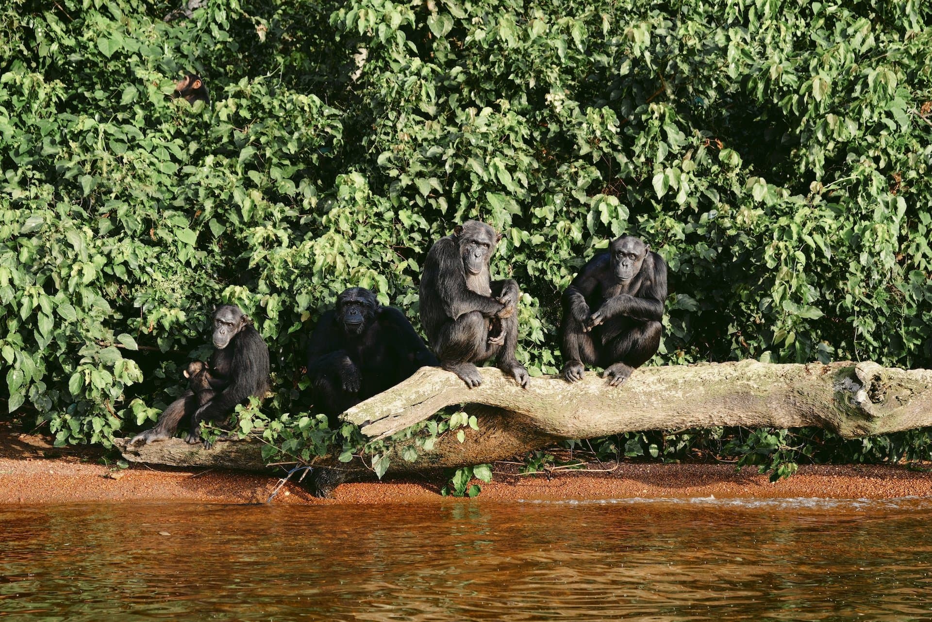 Malte für Ngamba Island