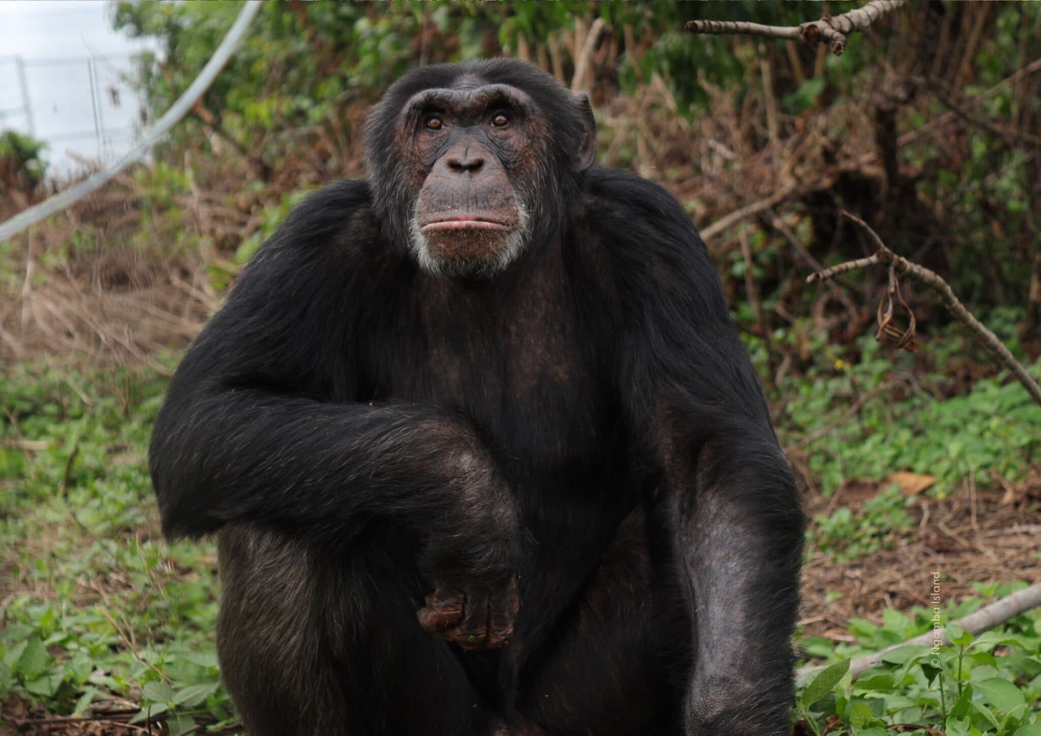 Die Außenanlage von Schimpansenmann Asega und seinem Freund Mawa ist direkt betroffen.